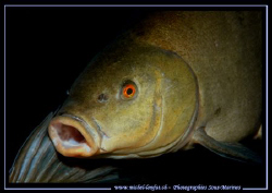 A beautiful Tench on a night dive in our small freshwater... by Michel Lonfat 